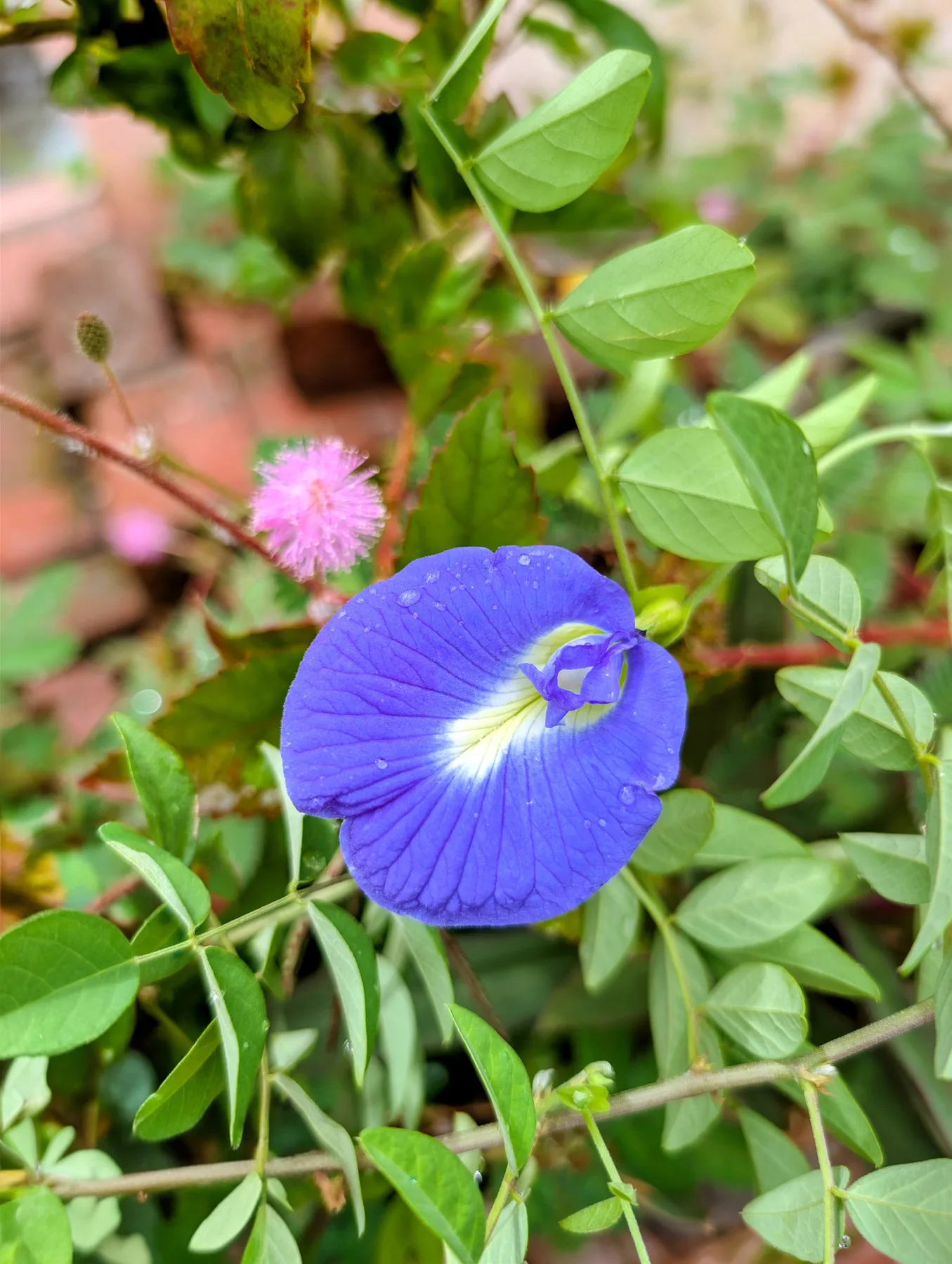 Blue in the Green