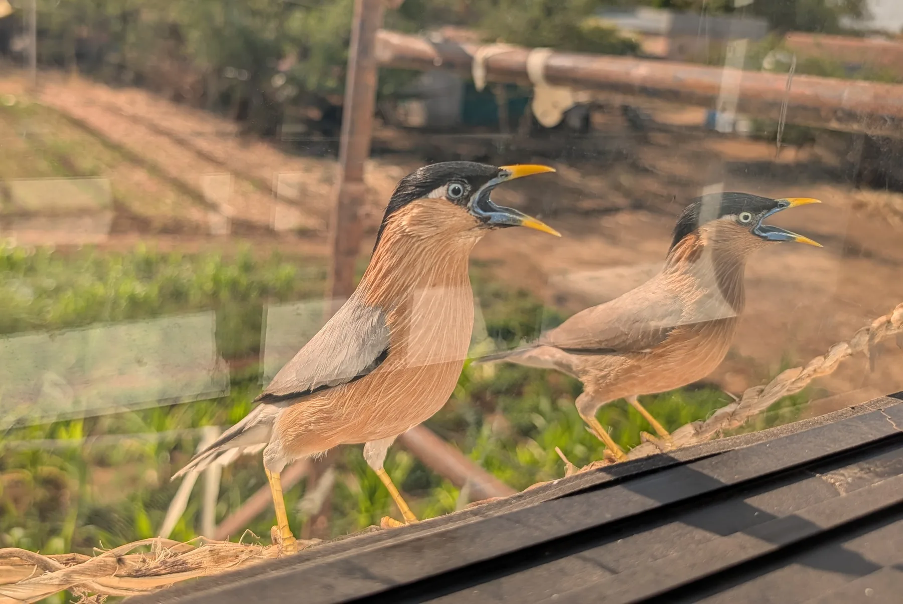 Visitors at the Window