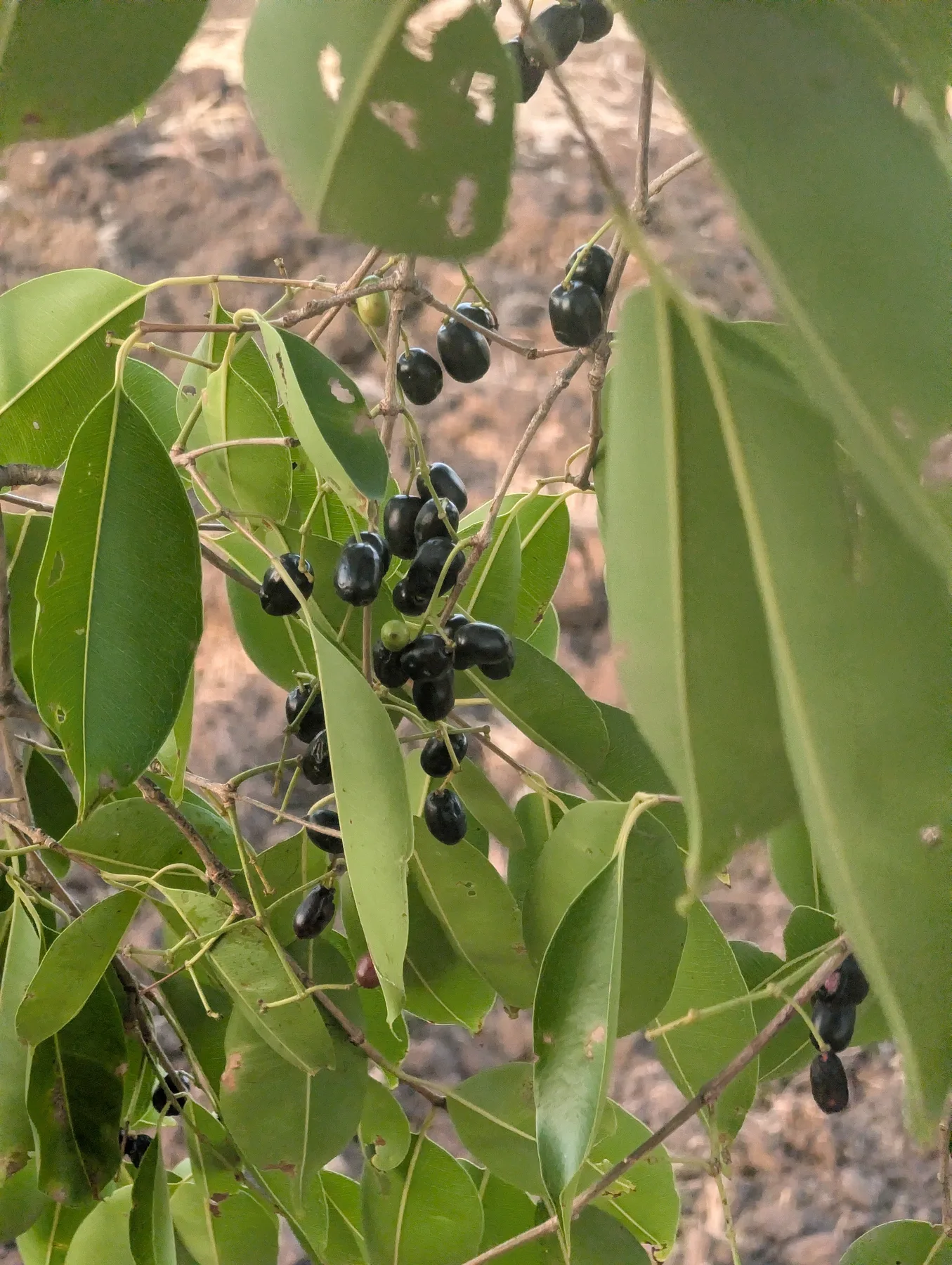 Fruit on the Branch
