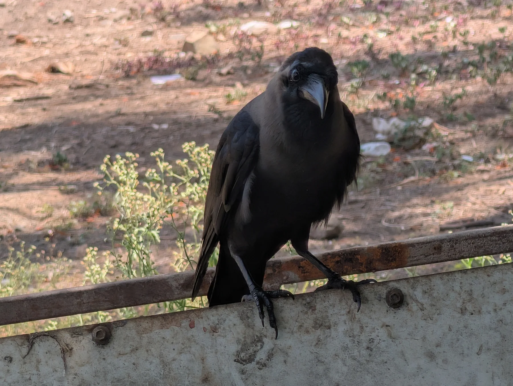 The Watchful Crow