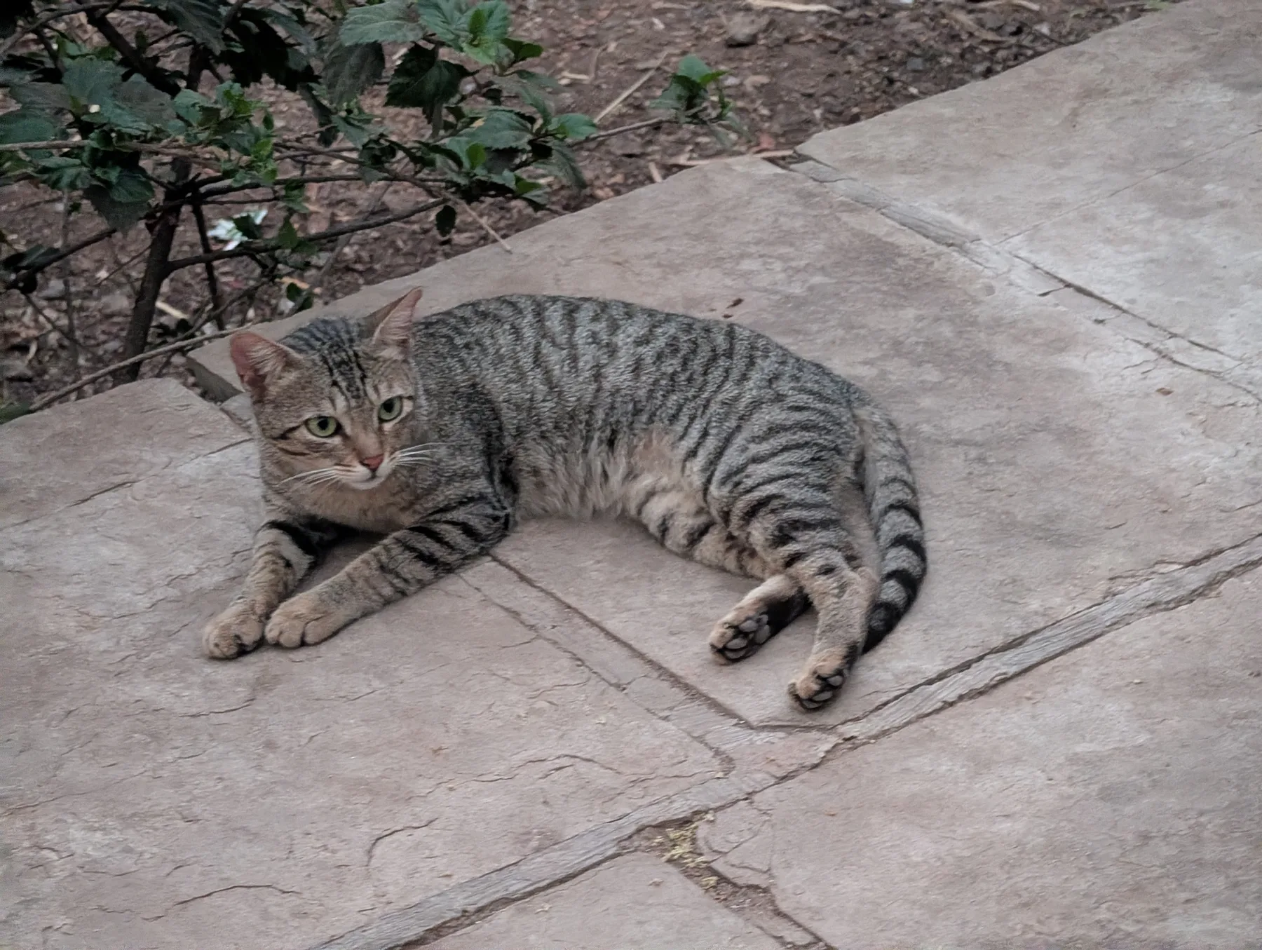 Resting Cat