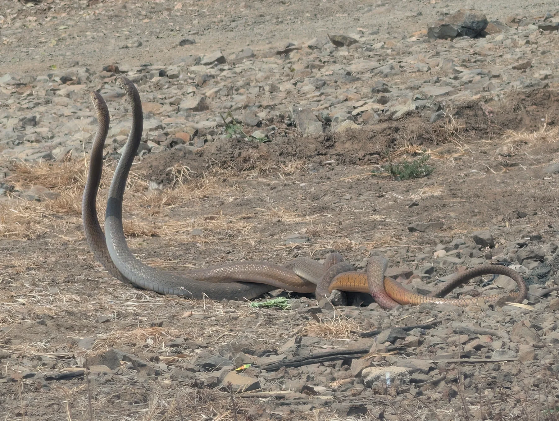 Across the Dry Ground