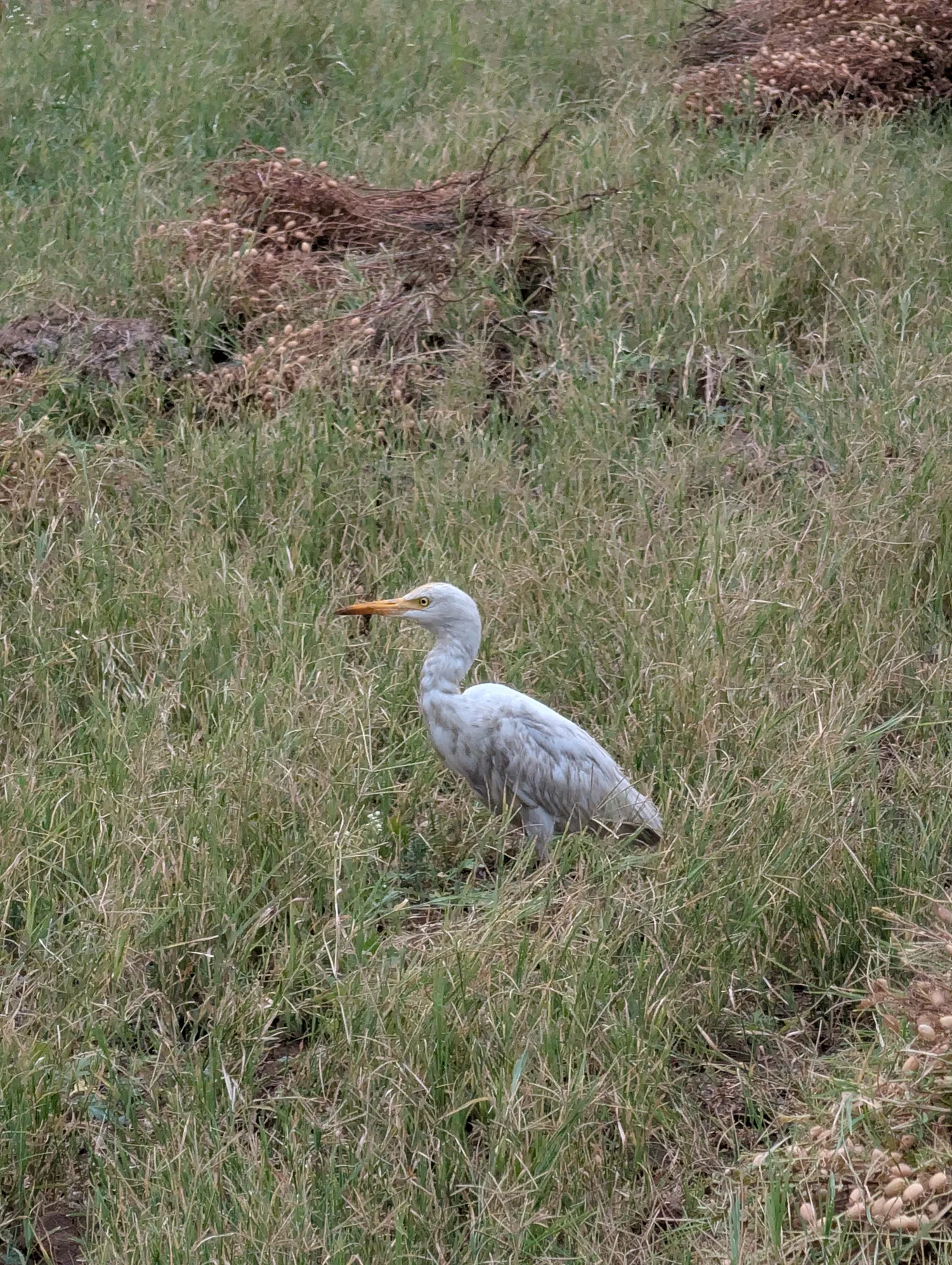 White Bird in the Grass