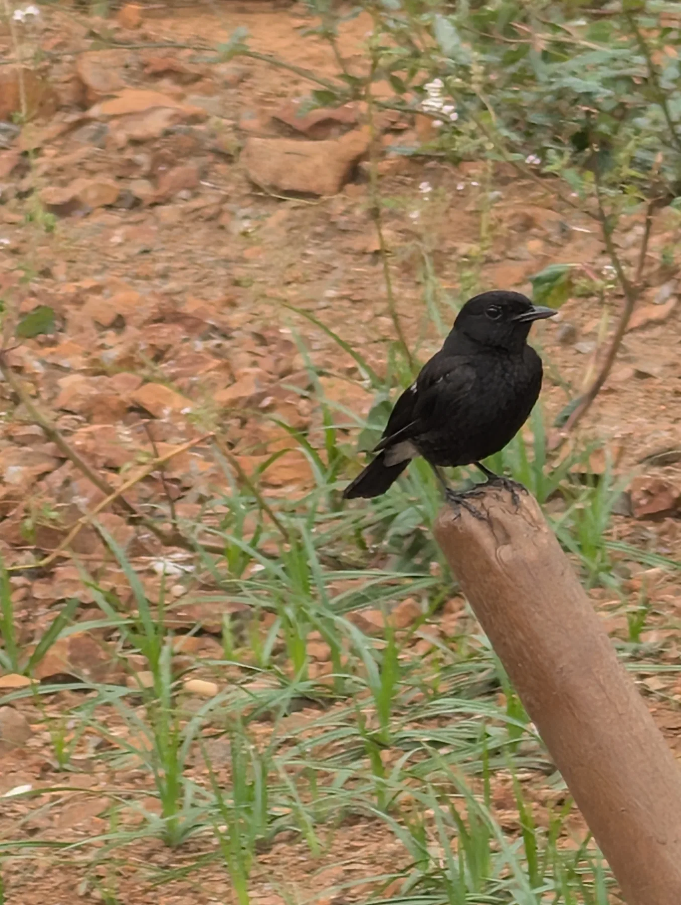 Black Bird Portrait
