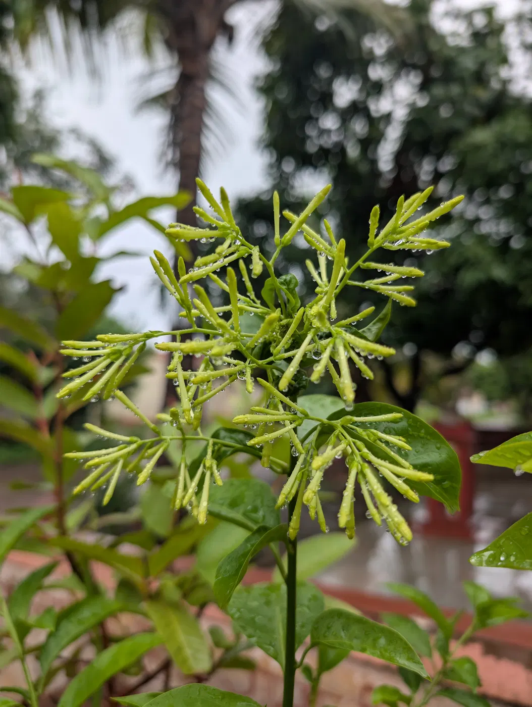 Green Detail