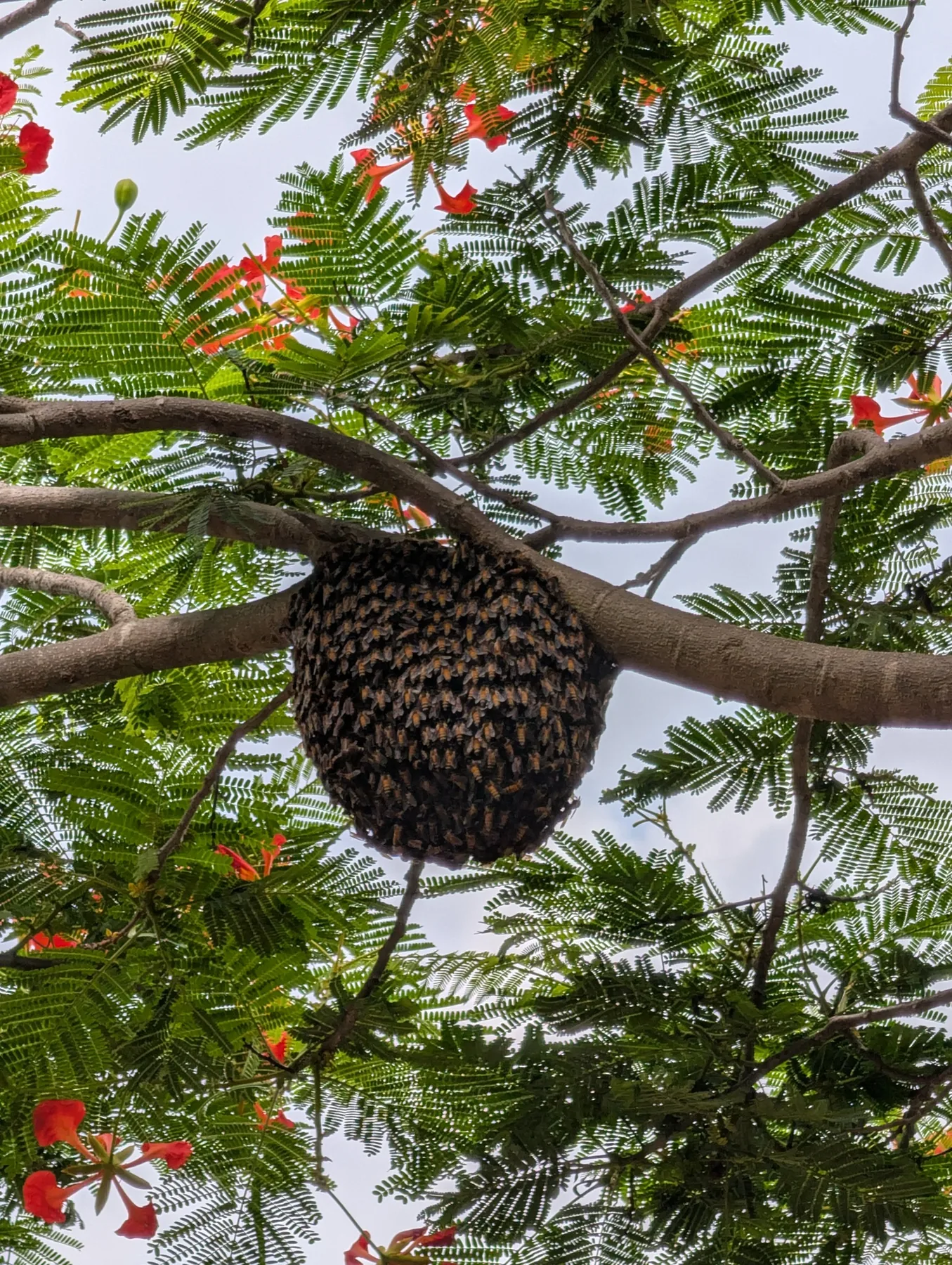 A New Colony