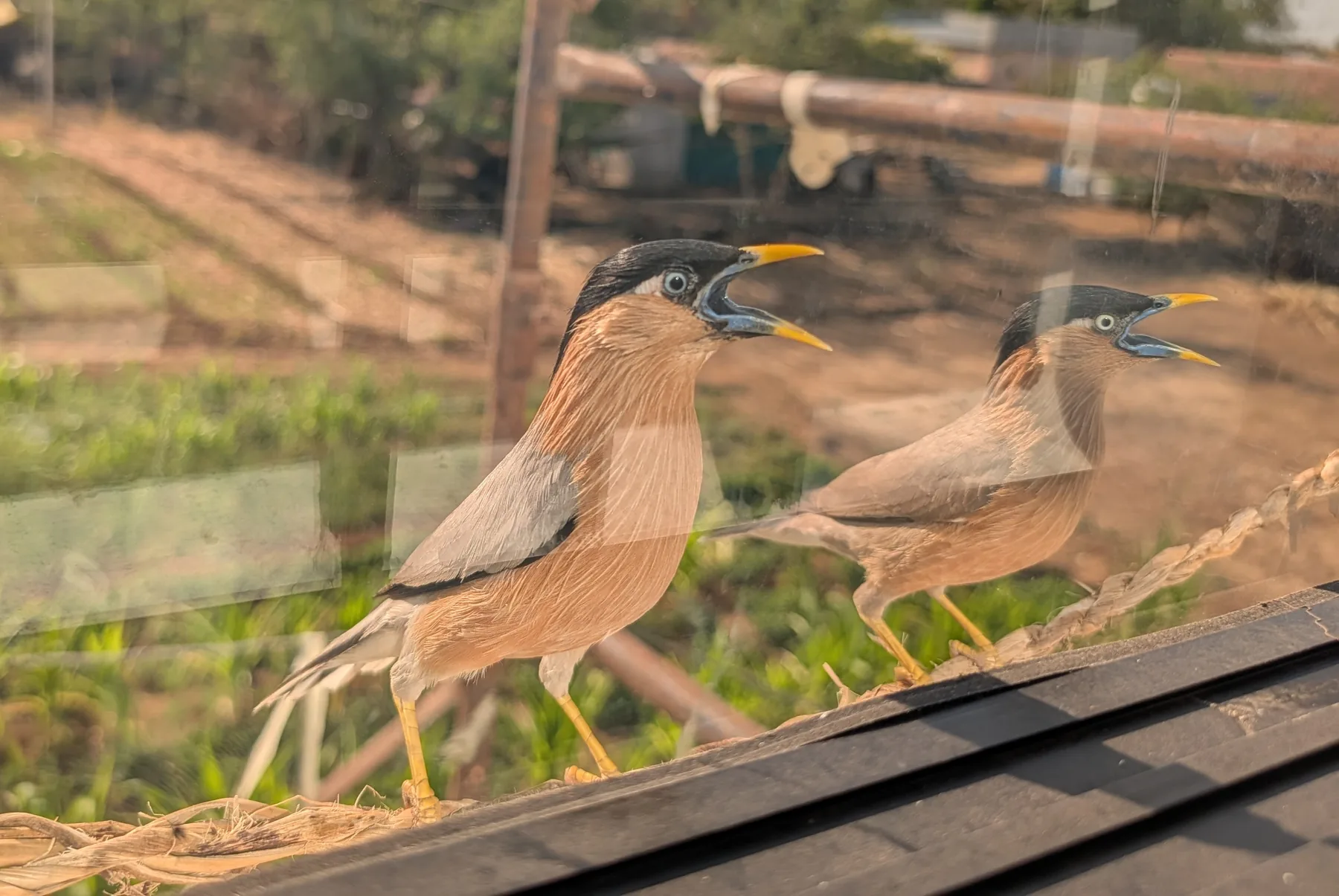 Birds & Wildlife